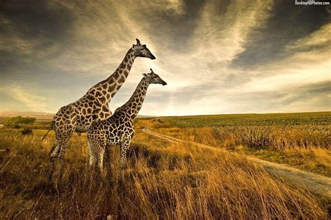 Giraffe HD Wallpapers - Wallpaper Cave