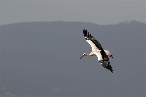 Stork Symbolism & Meaning (+ Totem, Spirit, & Omens) | World Birds