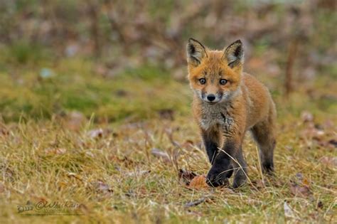 15 adorable photos of baby foxes | Canadian Geographic