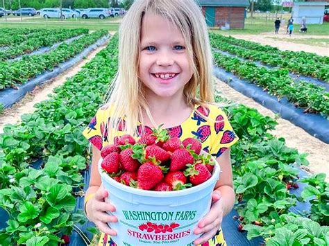 Strawberry Picking Hours & Pricing - Washington Farms