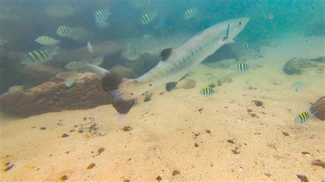 3 Best Snorkeling Spots in Kauai for Beginners - That Adventure Life