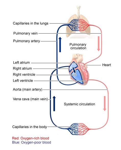 The Big Picture of Systemic Blood Flow in the Body