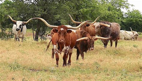 Texas longhorn cattle