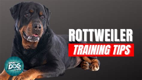 How to Train Your Rottweiler | Best Rottweiler Puppy Training Tips - YouTube