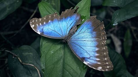 The Emperor | Blue morpho butterfly, Blue morpho, Morpho butterfly