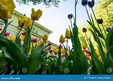 Tulips in the Central Park of Culture and Recreation in St. Petersburg ...