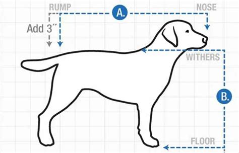 How to Measure Your Dog's Height - Petaddon