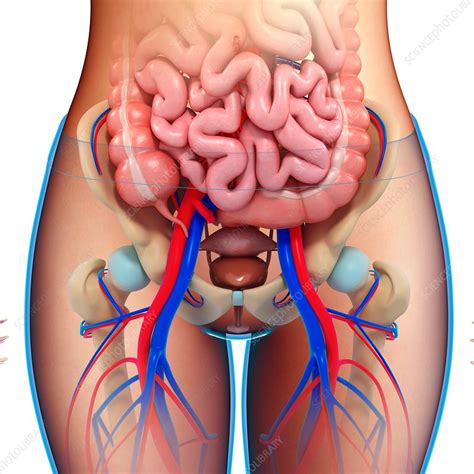 Bone Structure On Yhe Left Lower Abdomen : GI anatomy lecture 2 ...