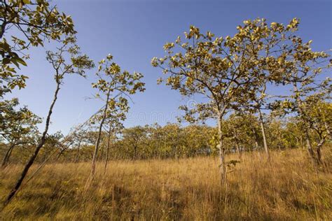 Dry land with plants stock image. Image of cultivated - 128766529