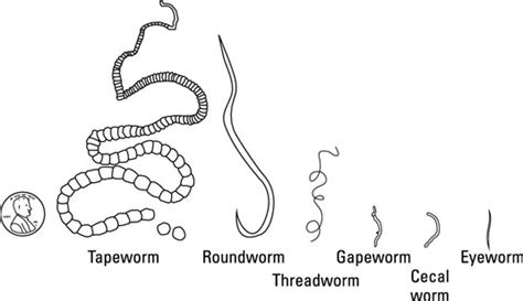 Parasitic Worms in Chickens - dummies