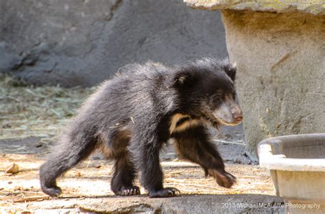 Michael McAuliffe PhotographyBaby Sloth Bear Archives - Michael McAuliffe Photography