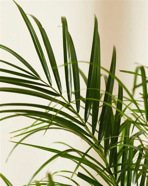 20 Air-Purifying Plants for Your Home | Birds and Blooms