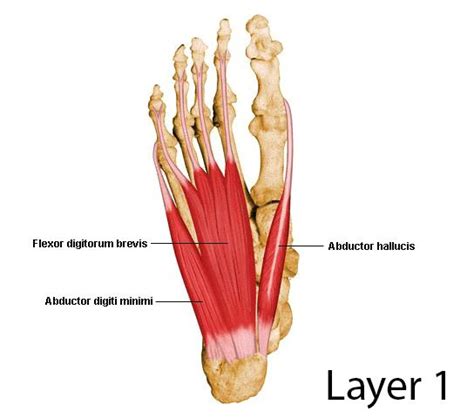 Foot Muscles: Origin, Insertion, Action & Nerve Supply » How To Relief | Running with plantar ...