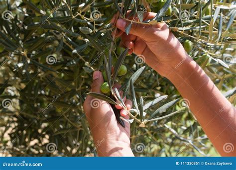 Farmer is Harvesting and Picking Olives on Olive Farm. Stock Image - Image of mediterranean ...