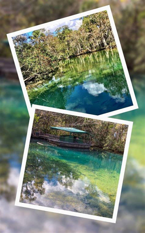 Manatees in Homosassa Springs [Best Time, Swim, Tips]