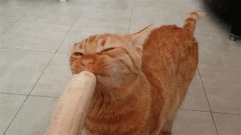 Cat Eating A Banana GIFs - Find & Share on GIPHY