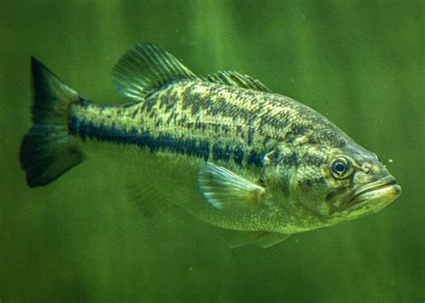 Largemouth Bass Wallpaper (58+ images)