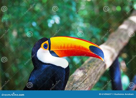 Large Bird With Huge Yellow Beak Stock Image - Image of orange, black ...