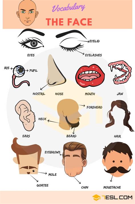 Part of the Face in English • 7ESL