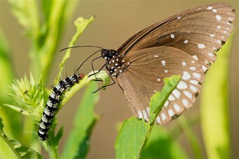 Premium Photo | Common crow butterfly and caterpillar