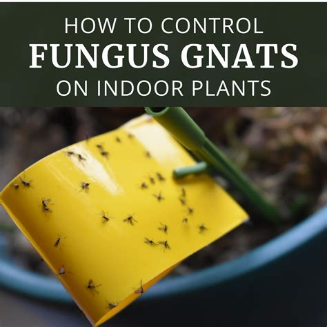 How to Control Fungus Gnats on Indoor Plants - Longfield Gardens