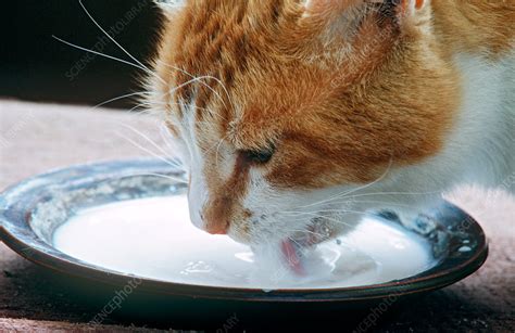 Cat drinking milk - Stock Image - Z934/0647 - Science Photo Library