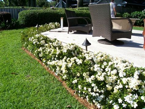 Dwarf Gardenia Bush