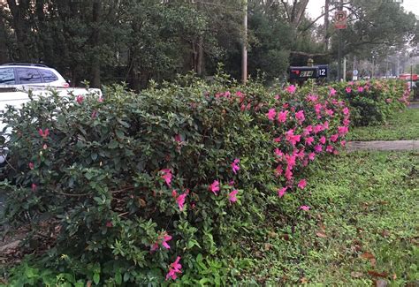 Pruning Azaleas for Color | Gardening in the Panhandle