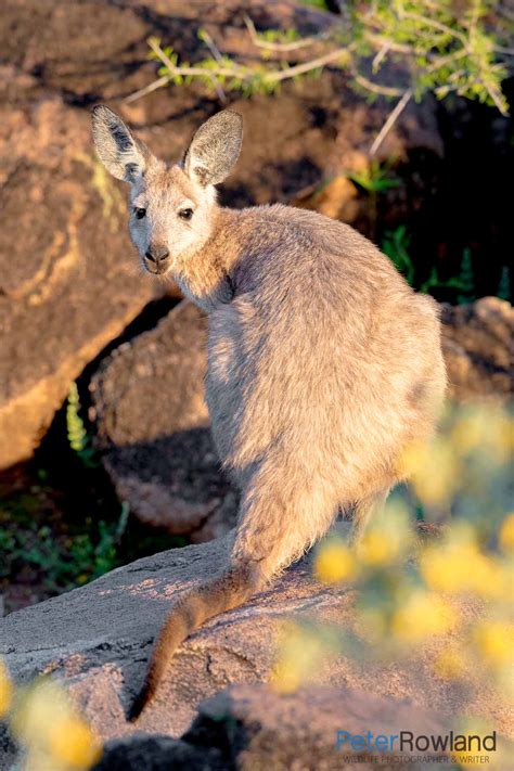 Common Wallaroo - Peter Rowland Photographer & Writer