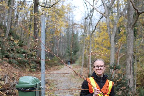 How to Identify Knotweed - The Knotweed Lab