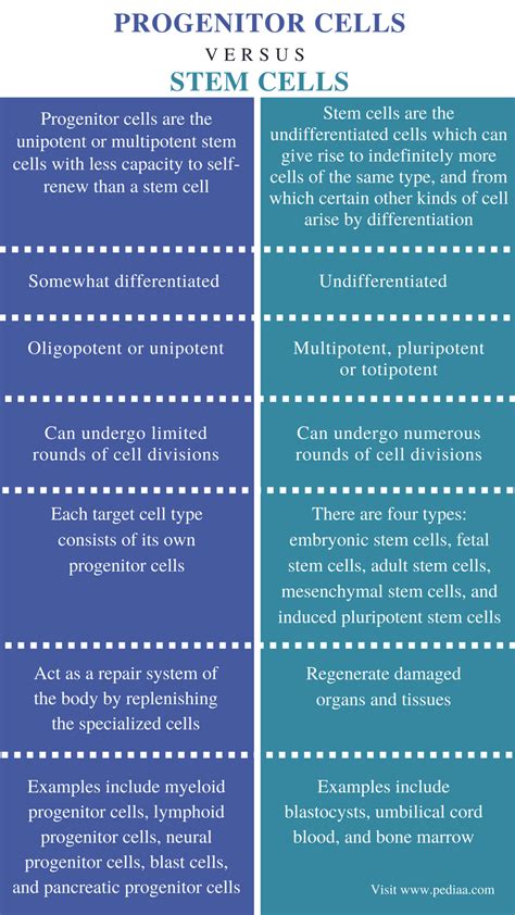 Difference Between Progenitor Cells and Stem Cells | Definition ...