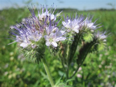 Lacy phacelia, Blue tansy Seeds (Phacelia tanacetifolia)