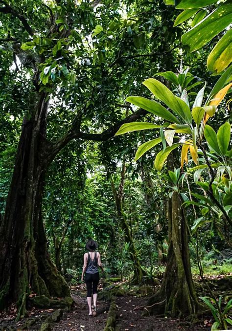 A Moorea Hiking Guide - This Rare Earth