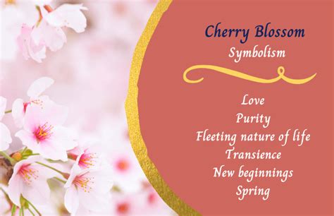 Cherry Blossom Flower - Meaning and Symbolism - Symbol Sage