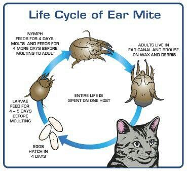 Ear mites | Vet medicine, Pet owners, Dog ear mites