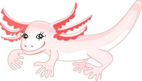 Breeding Axolotls