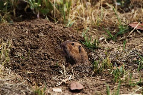 How Do Pocket Gophers Protect Themselves? - Floofmania