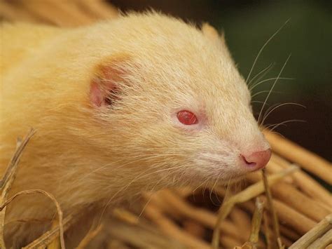 Albino Ferret, Dorset, UK . So Cute. | Albino, Ferret, Animals