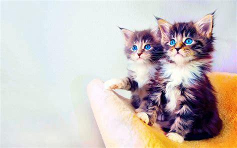 Baby Cat Wallpaper (59+ images)