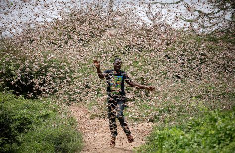 Severe locust outbreak in Kenya will cost country millions