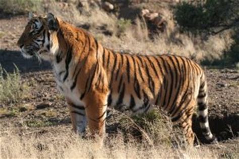 South China Tiger Facts, Habitat, Behavior, Diet, Pictures