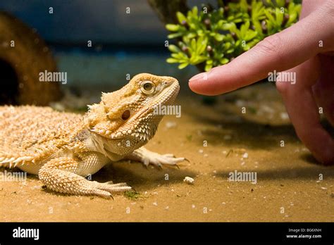 Bearded dragon lizard. Pogona vitticeps. Here a finger poses by the ...