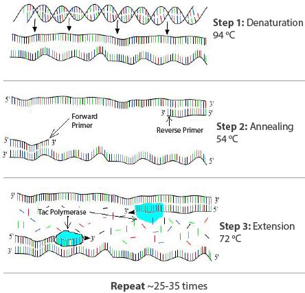 DNA Template Strand | Coding Strand vs. Template Strand - Video ...