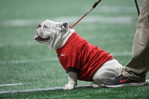 Former UGA mascot, Uga X, has died | WJBF