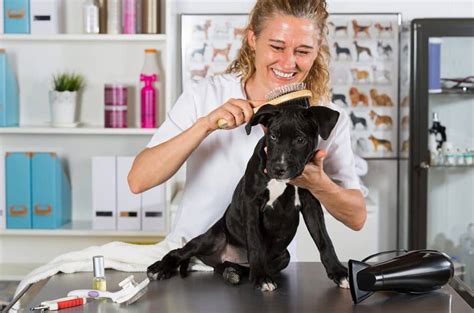 How Often Should You Brush A Short Haired Dog