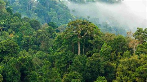 47.000 Quadratkilometer Amazonaswald retten! - Rettet den Regenwald e.V.