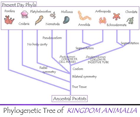 KINGDOM ANIMALIA : TRENDS IN ANIMAL EVOLUTION