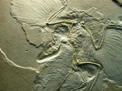 Archaeopteryx by Andalgalornis on DeviantArt