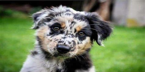 Blue Heeler Australian Shepherd Mix Facts