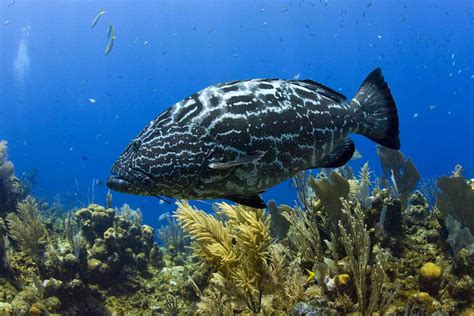 Black Grouper (Mycteroperca bonaci) - WeFishFlorida.com